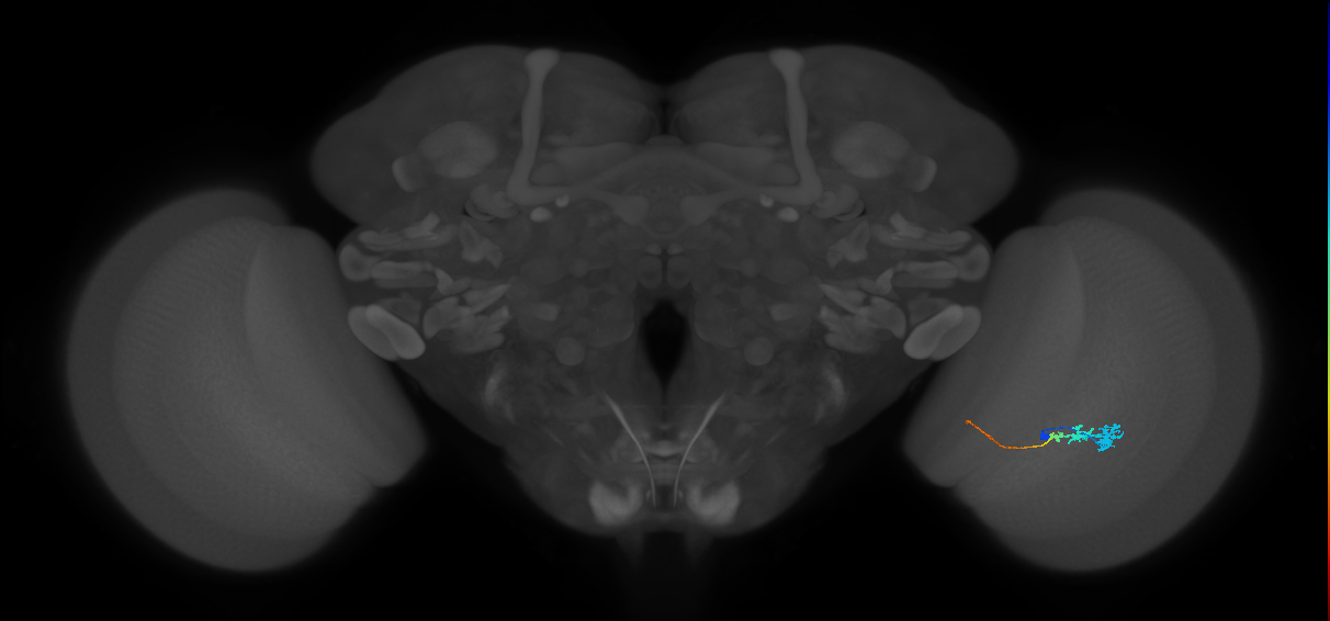 Tm3_R (JRC_OpticLobe:79817)