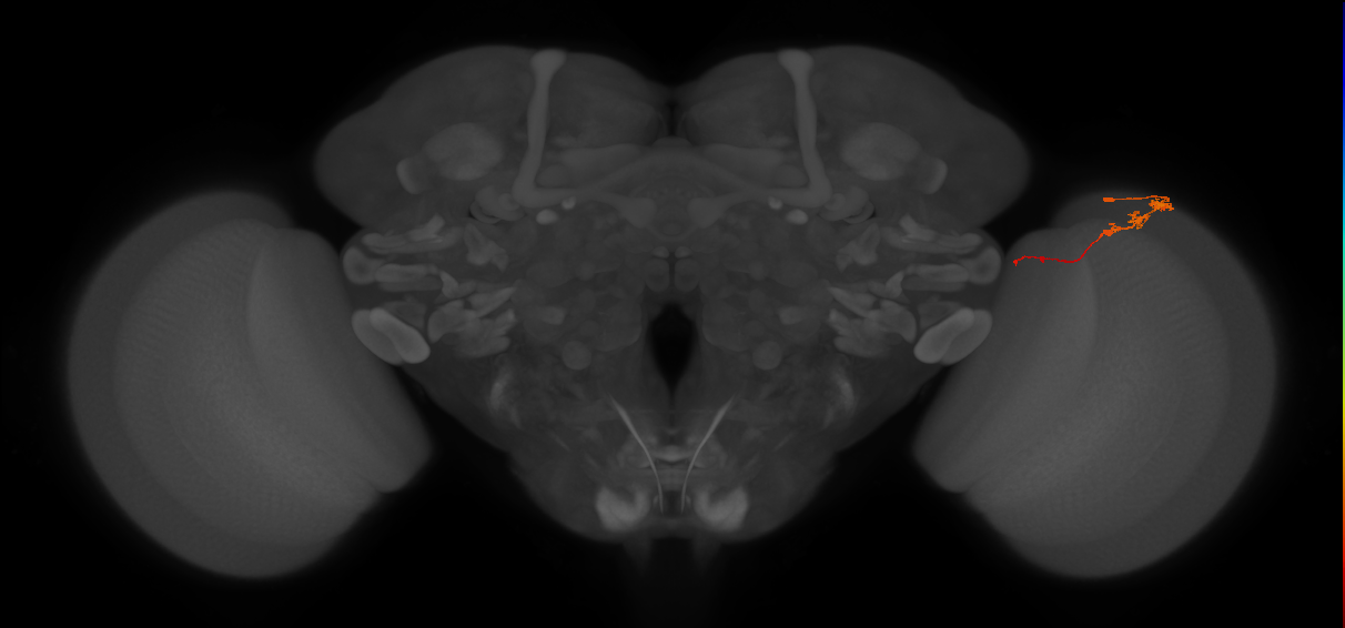 Tm3_R (JRC_OpticLobe:83568)