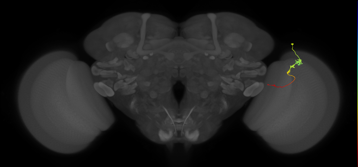 Tm3_R (JRC_OpticLobe:101633)