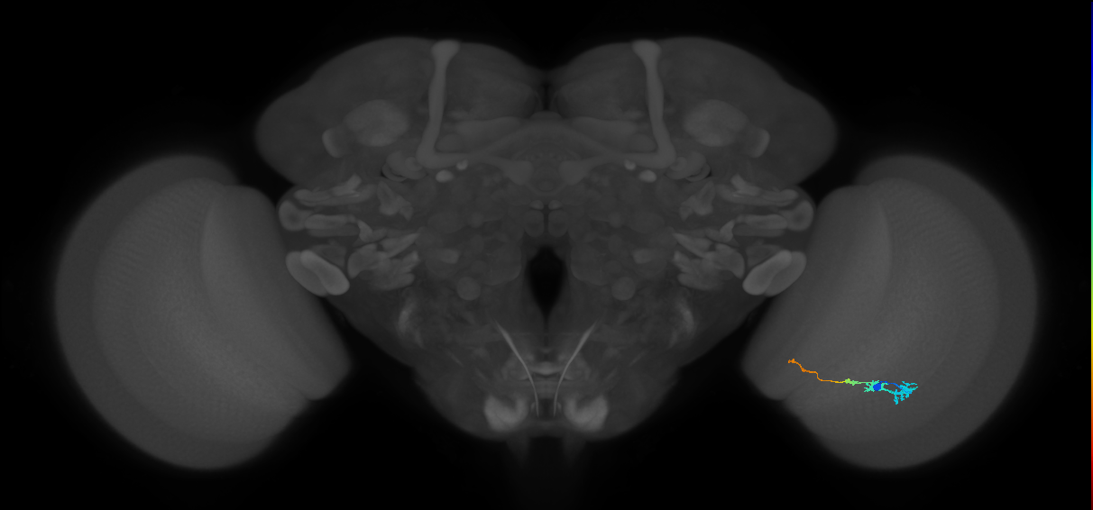 Tm3_R (JRC_OpticLobe:118822)
