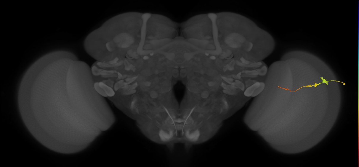 Tm3_R (JRC_OpticLobe:133131)