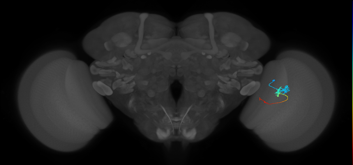 Tm3_R (JRC_OpticLobe:72839)