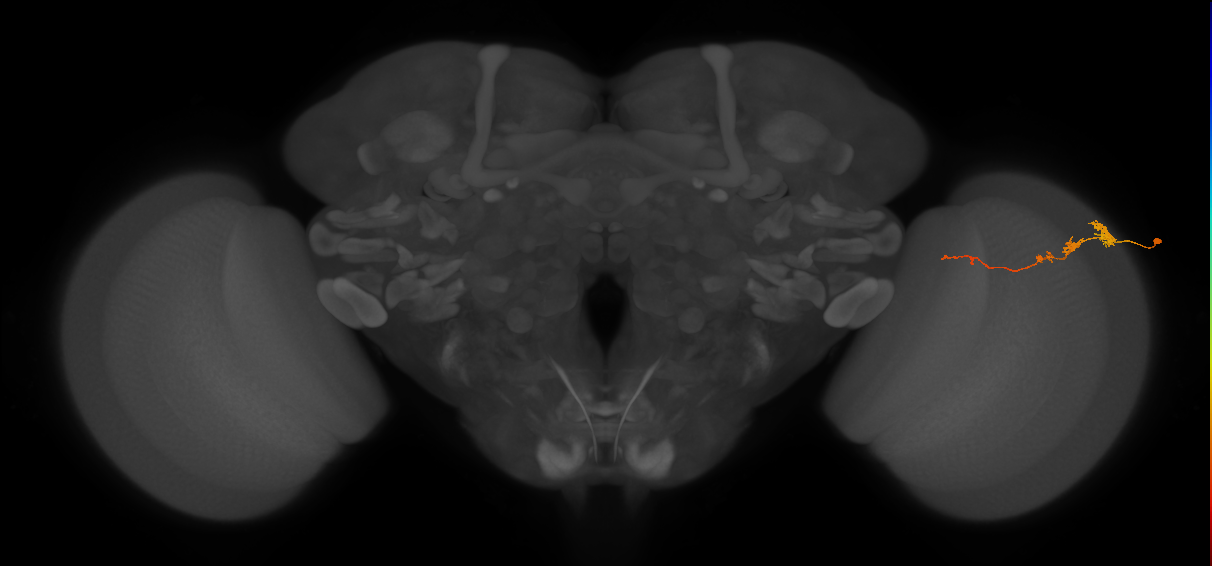 Tm3_R (JRC_OpticLobe:77299)