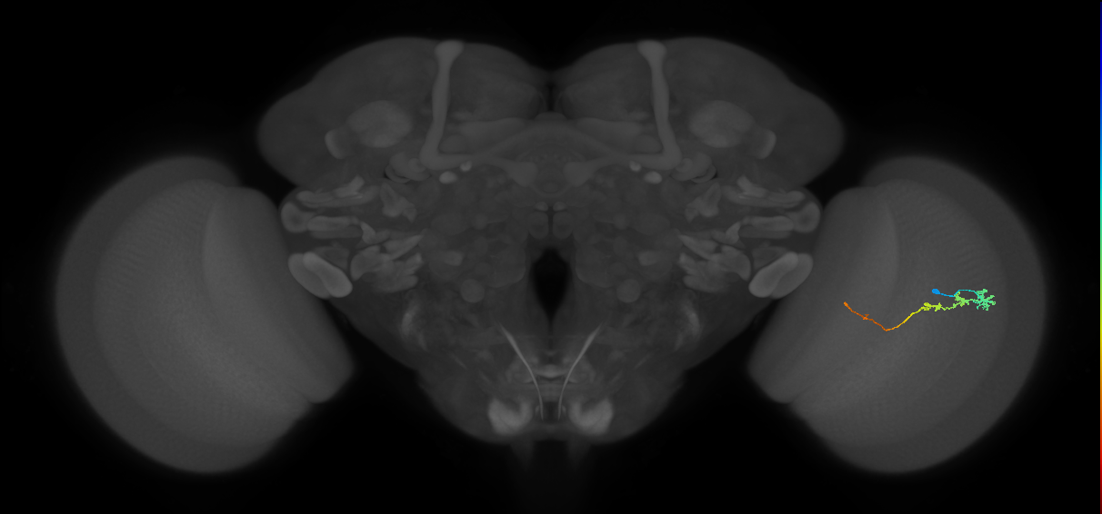Tm3_R (JRC_OpticLobe:77991)