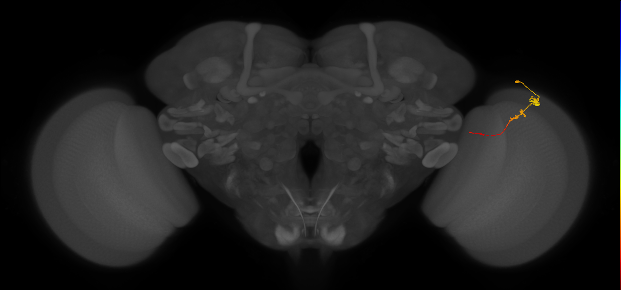Tm3_R (JRC_OpticLobe:93496)