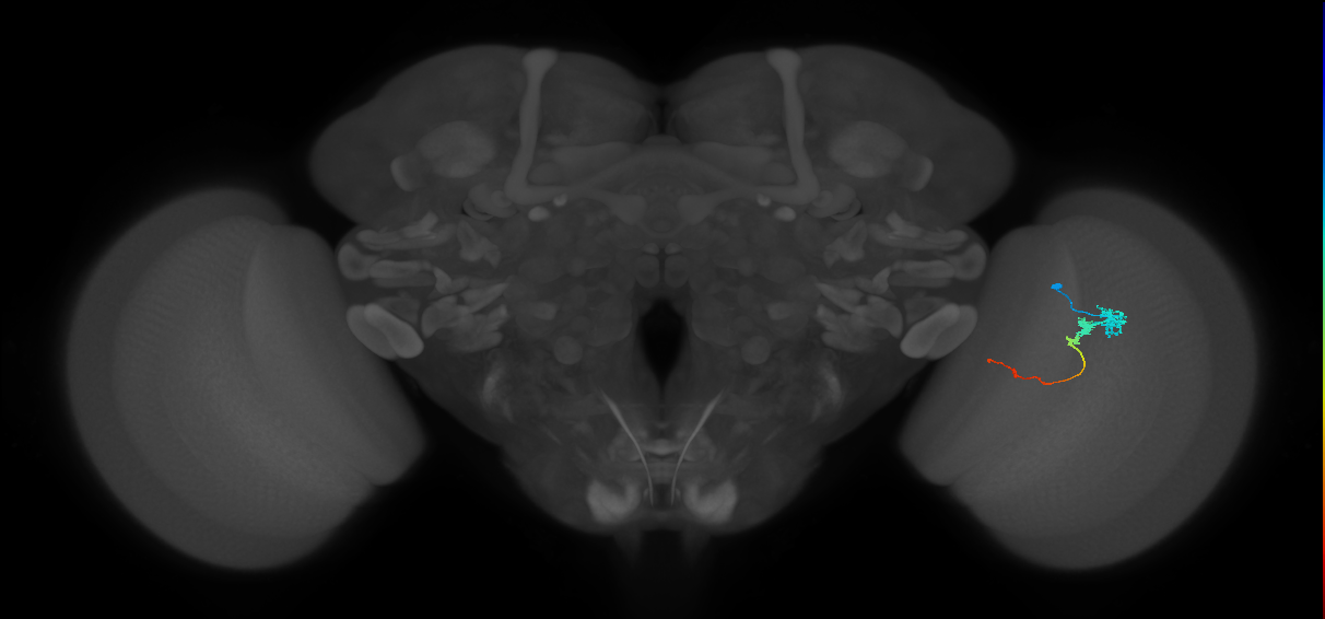Tm3_R (JRC_OpticLobe:78773)