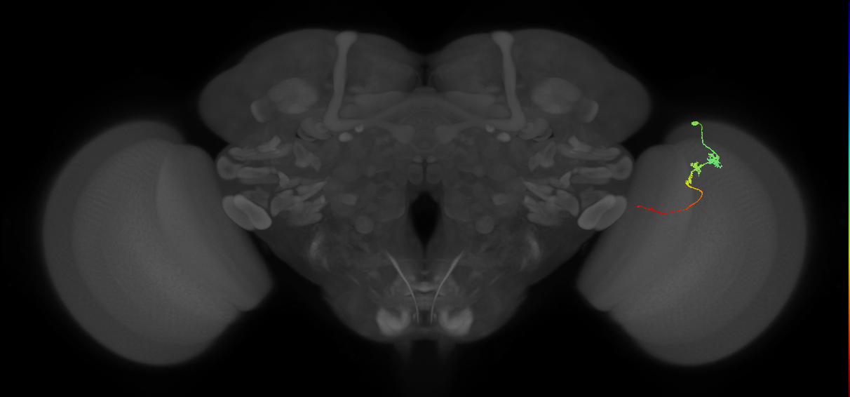 Tm3_R (JRC_OpticLobe:95089)