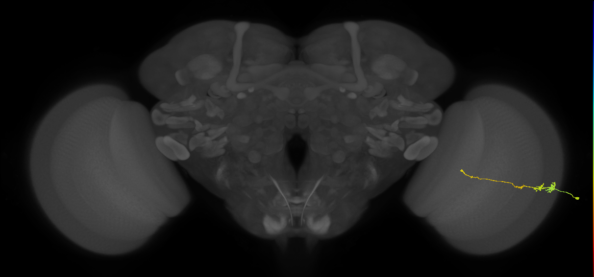 Tm3_R (JRC_OpticLobe:81215)