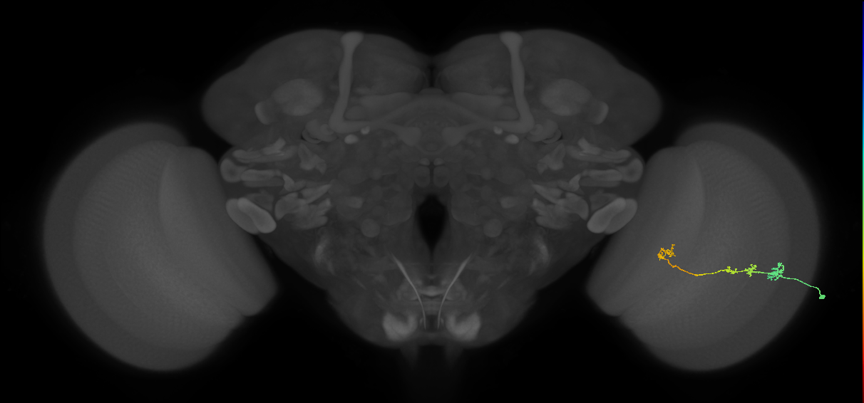 Tm3_R (JRC_OpticLobe:61659)