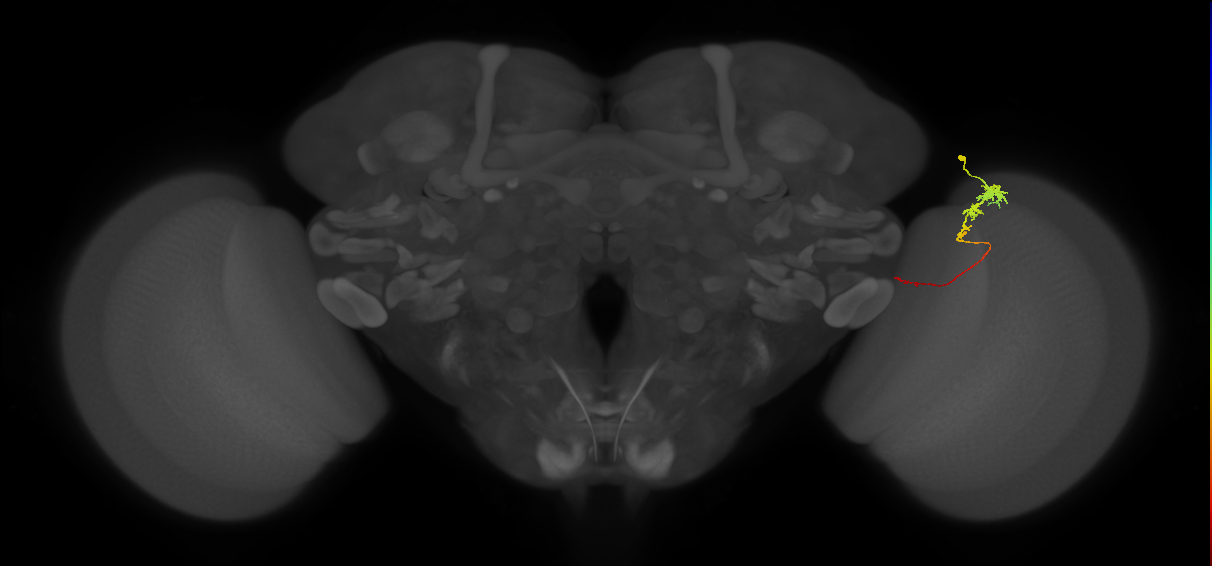 Tm3_R (JRC_OpticLobe:95329)