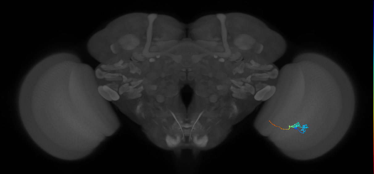 Tm3_R (JRC_OpticLobe:97609)