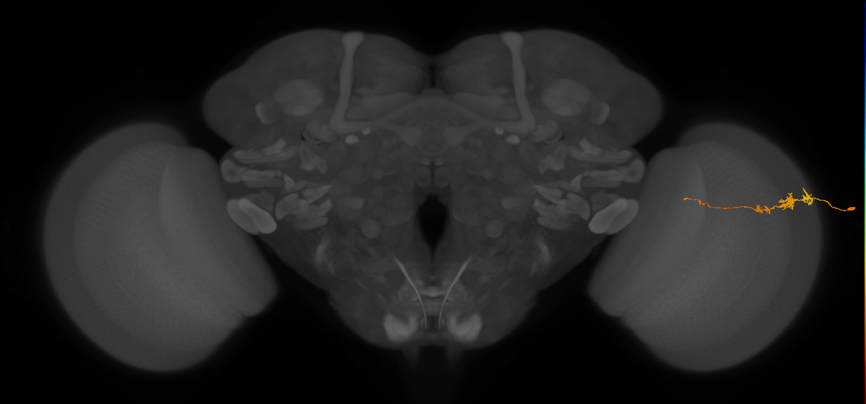 Tm3_R (JRC_OpticLobe:87188)