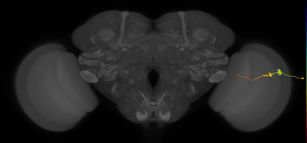 Tm3_R (JRC_OpticLobe:126702)