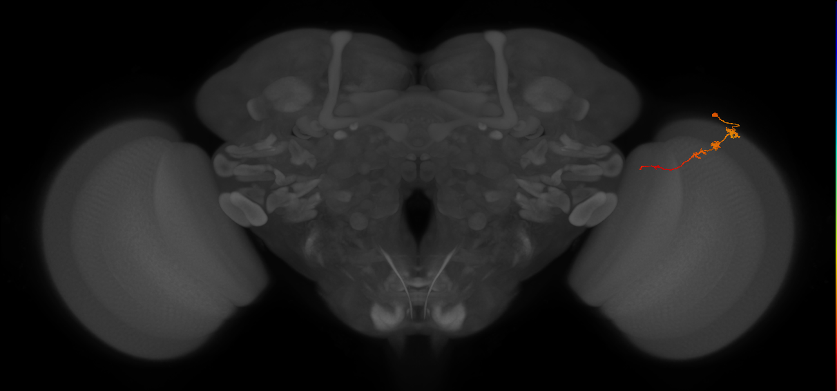 Tm3_R (JRC_OpticLobe:85945)