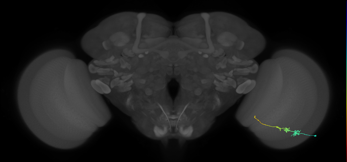 Tm3_R (JRC_OpticLobe:66553)