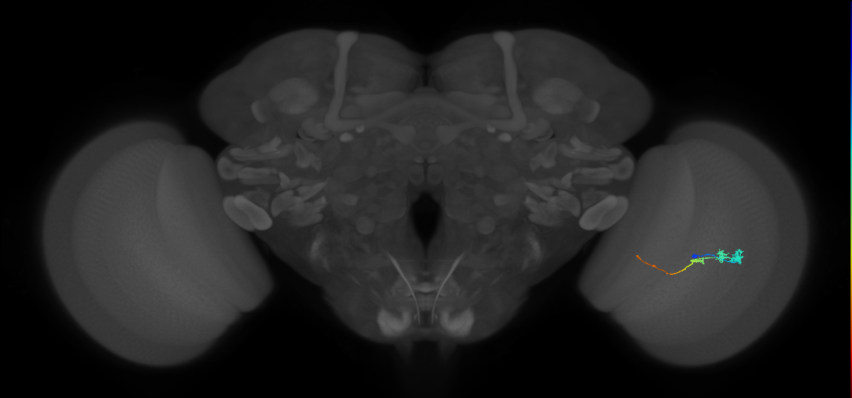 Tm3_R (JRC_OpticLobe:88435)