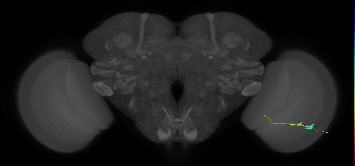 Tm3_R (JRC_OpticLobe:84781)