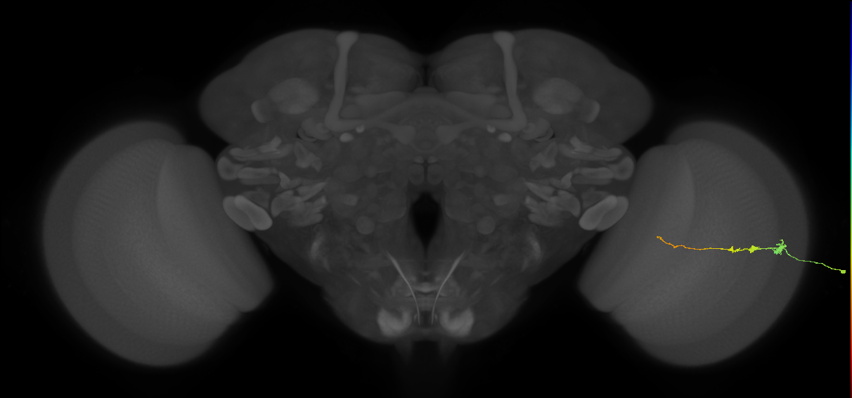 Tm3_R (JRC_OpticLobe:88035)