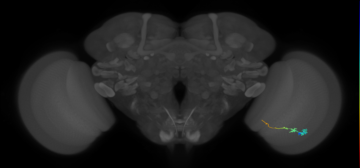 Tm3_R (JRC_OpticLobe:74066)