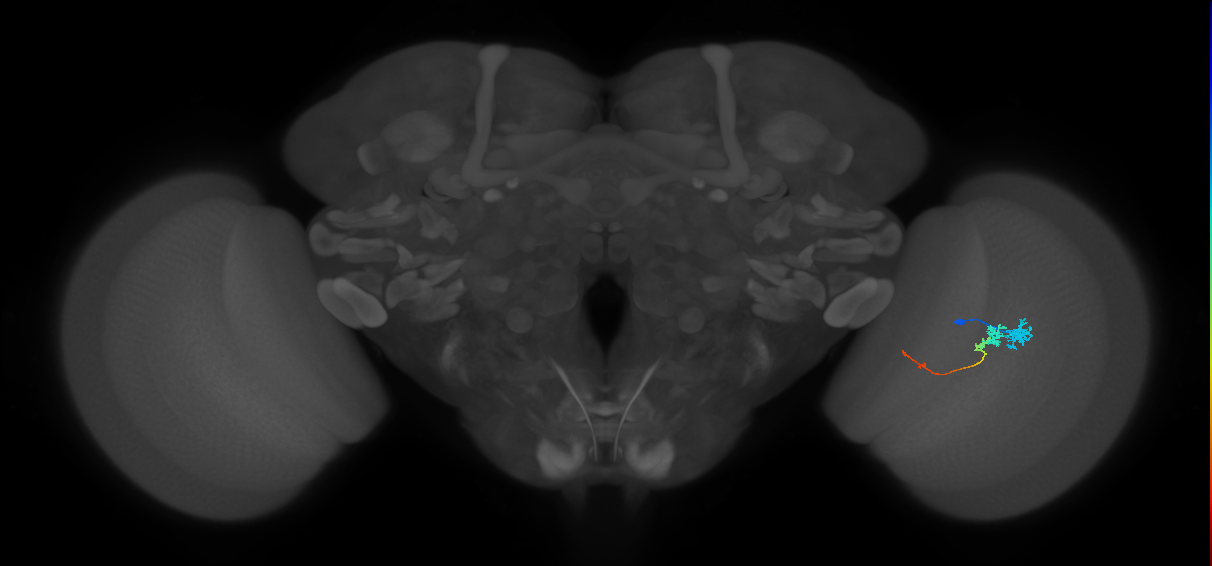 Tm3_R (JRC_OpticLobe:64849)