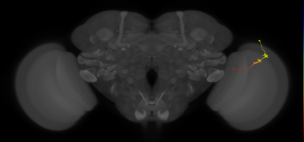 Tm3_R (JRC_OpticLobe:97951)