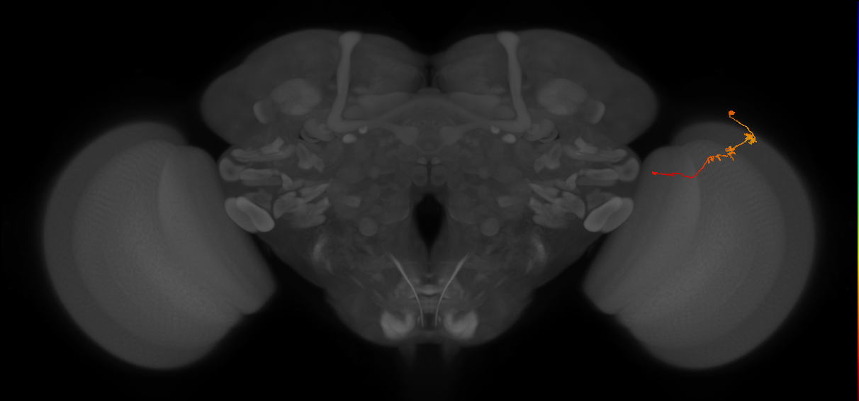 Tm3_R (JRC_OpticLobe:87616)