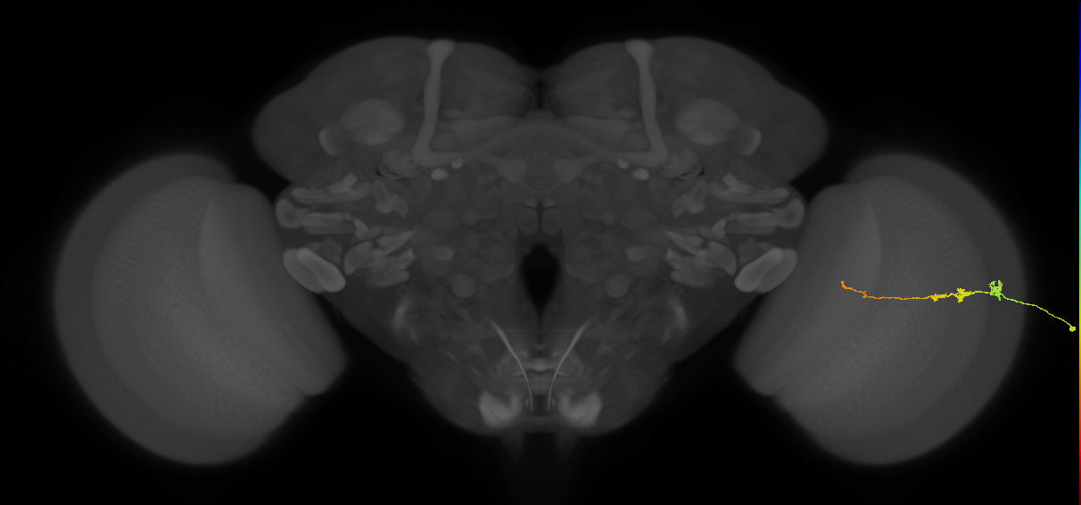 Tm3_R (JRC_OpticLobe:78848)