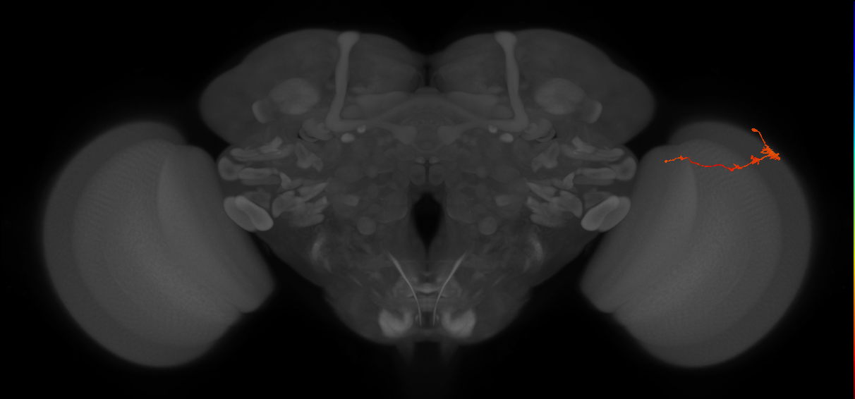 Tm3_R (JRC_OpticLobe:90666)