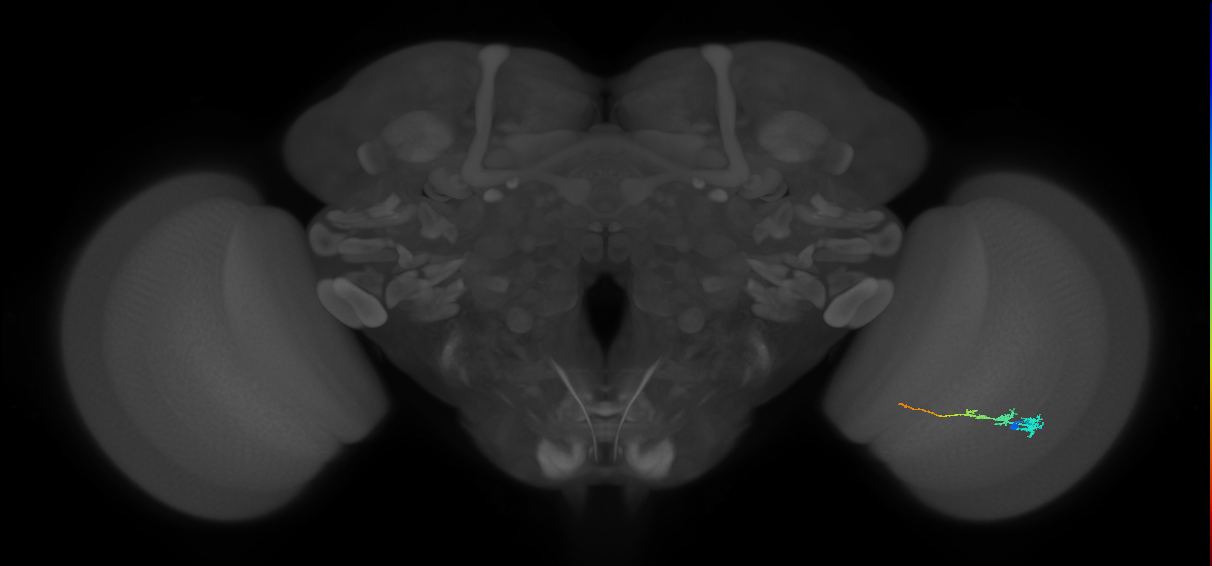 Tm3_R (JRC_OpticLobe:86715)
