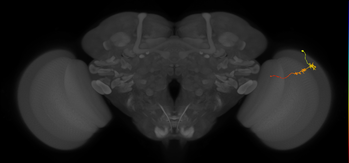 Tm3_R (JRC_OpticLobe:136187)