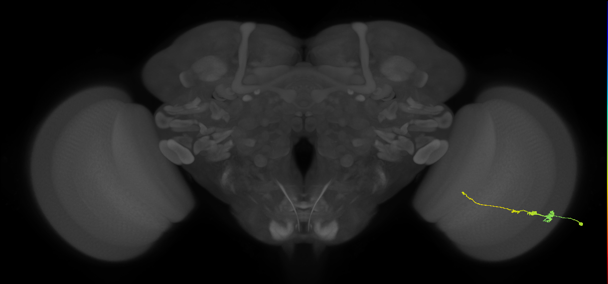 Tm3_R (JRC_OpticLobe:109031)