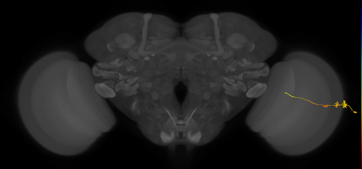 Tm3_R (JRC_OpticLobe:69719)
