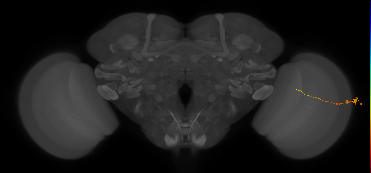 Tm3_R (JRC_OpticLobe:84599)