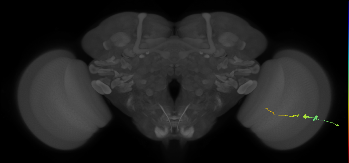 Tm3_R (JRC_OpticLobe:71131)