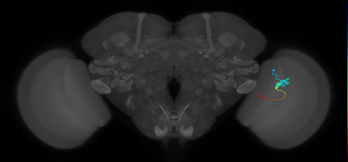 Tm3_R (JRC_OpticLobe:78605)