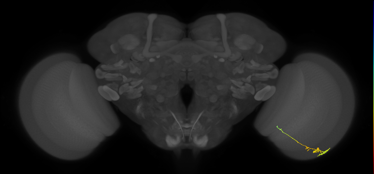 Tm3_R (JRC_OpticLobe:72374)