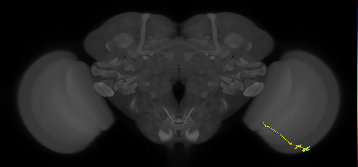 Tm3_R (JRC_OpticLobe:66005)