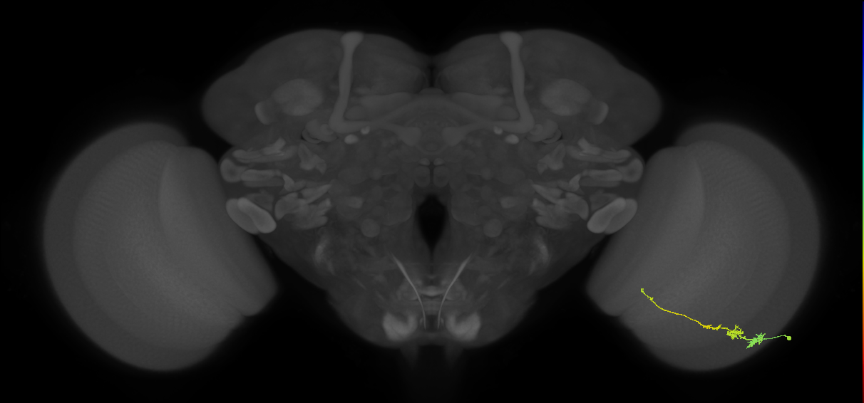 Tm3_R (JRC_OpticLobe:64722)
