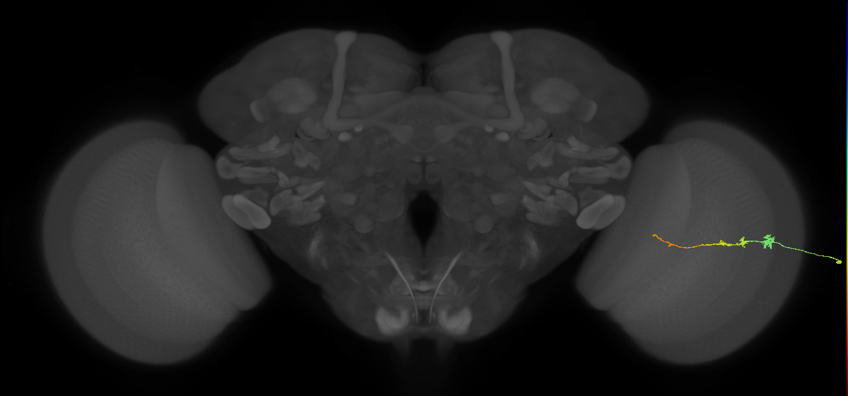 Tm3_R (JRC_OpticLobe:136741)
