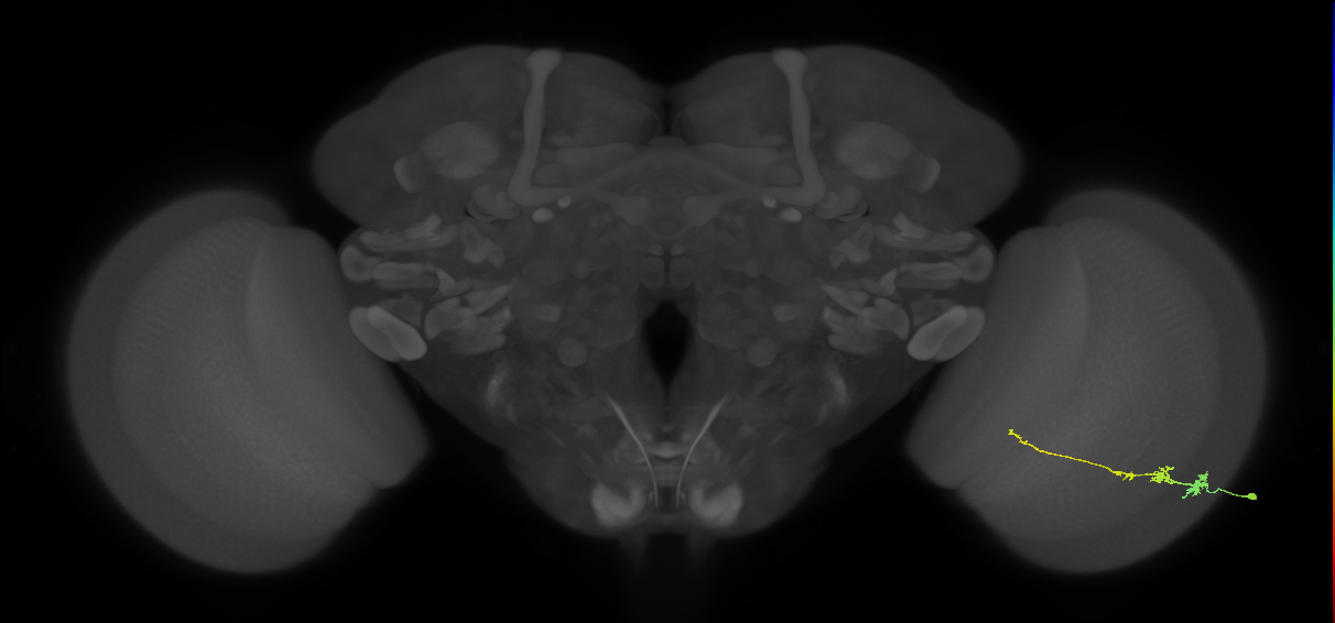 Tm3_R (JRC_OpticLobe:69963)
