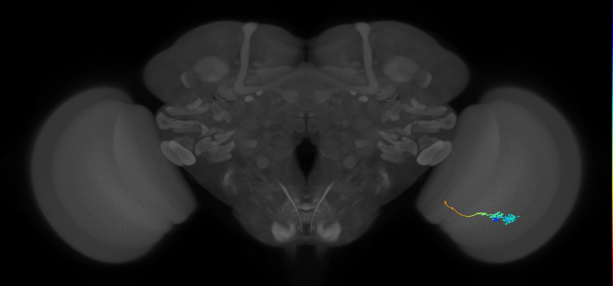 Tm3_R (JRC_OpticLobe:65810)