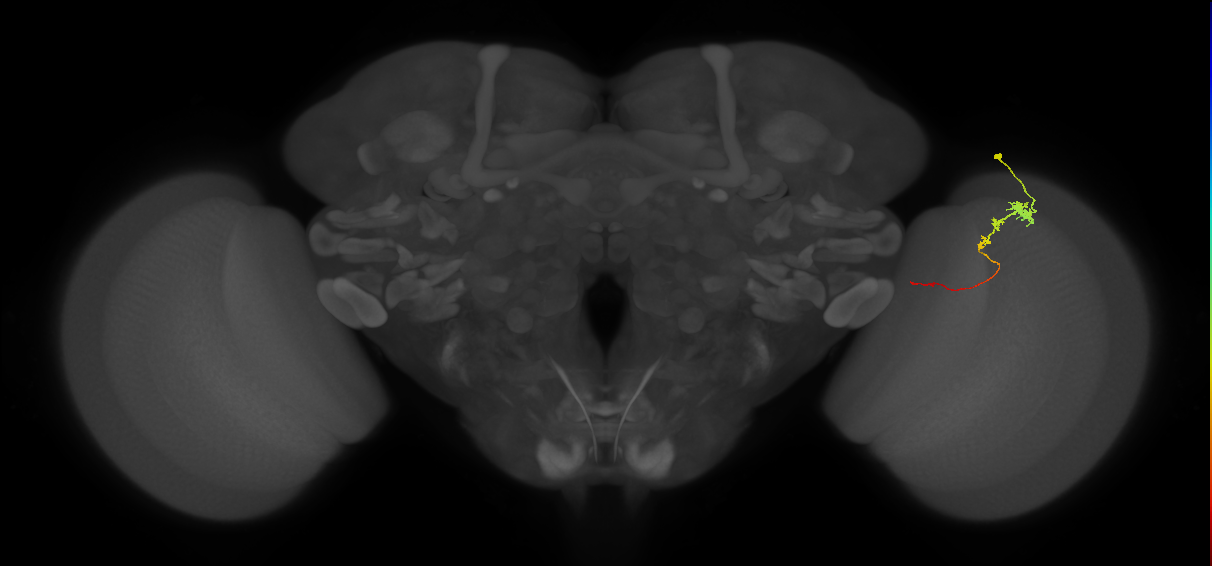 Tm3_R (JRC_OpticLobe:84451)