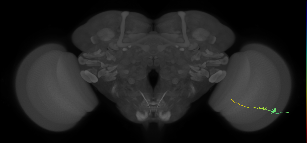 Tm3_R (JRC_OpticLobe:71931)