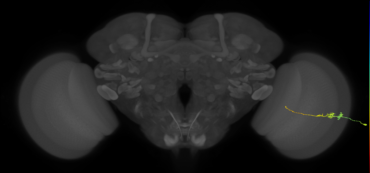 Tm3_R (JRC_OpticLobe:114850)