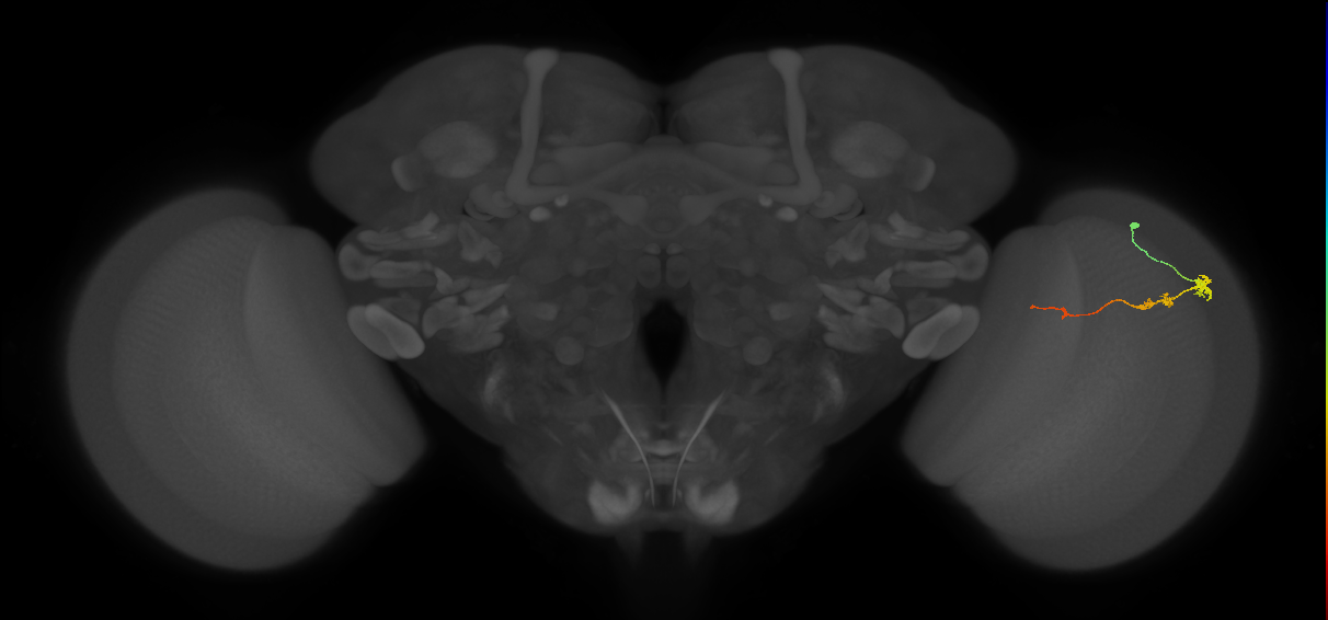 Tm3_R (JRC_OpticLobe:139625)