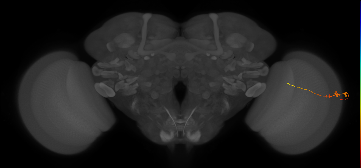 Tm3_R (JRC_OpticLobe:72592)