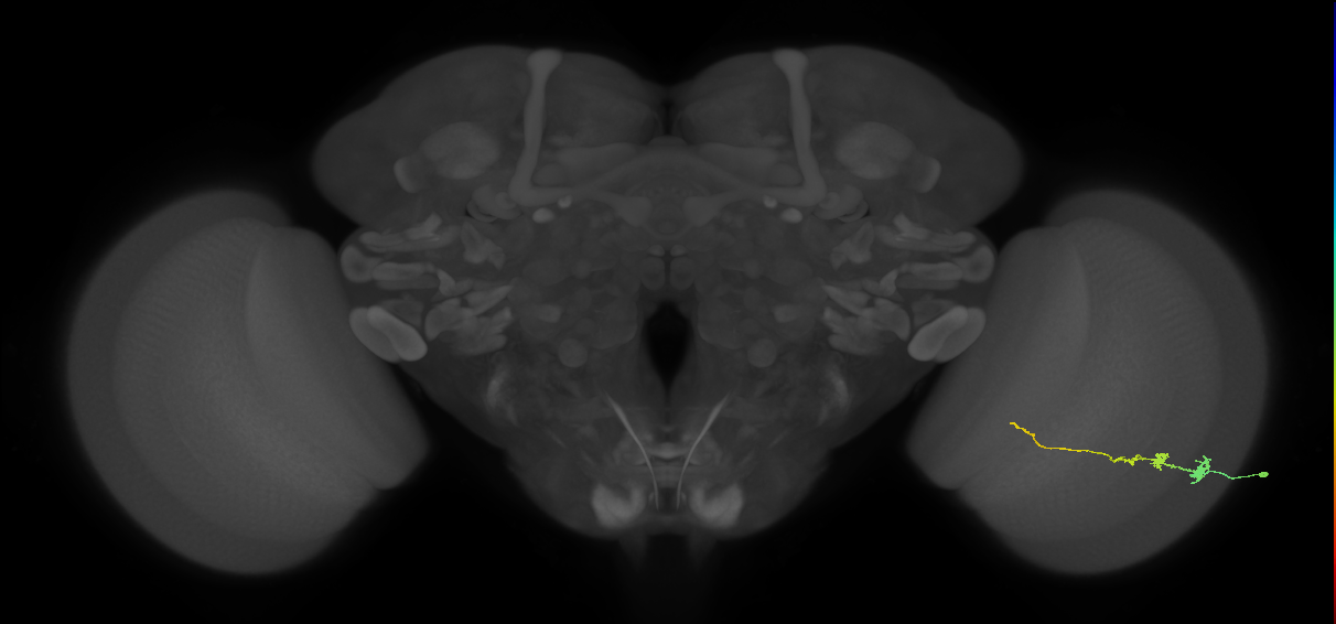 Tm3_R (JRC_OpticLobe:70321)