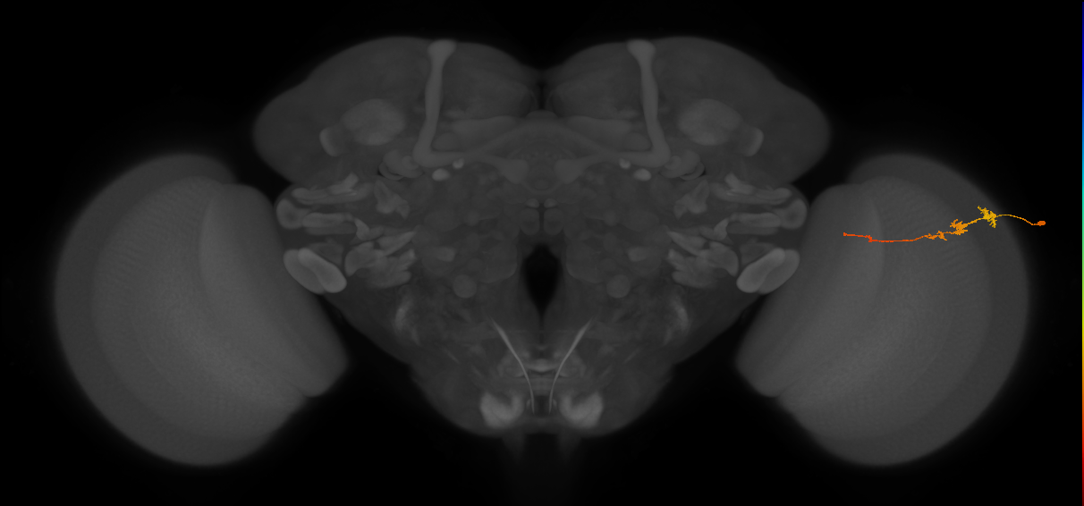Tm3_R (JRC_OpticLobe:78743)