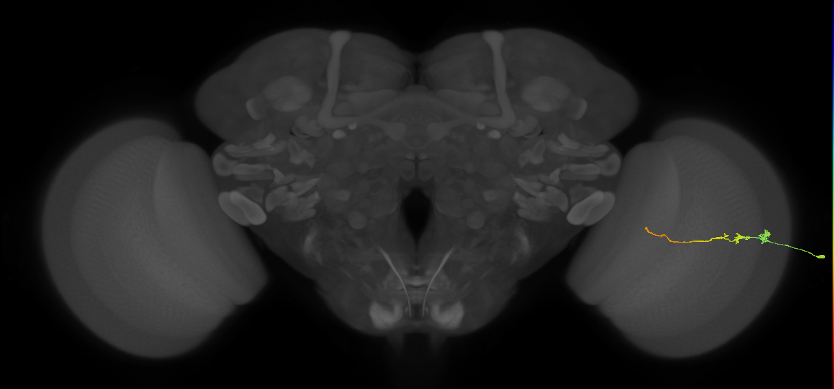 Tm3_R (JRC_OpticLobe:143741)