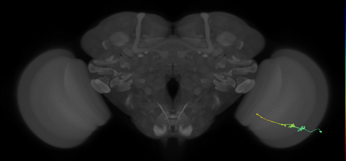 Tm3_R (JRC_OpticLobe:69706)